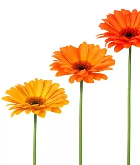 Tkanina z nadrukiem SWAL<em>print</em><sup>®</sup> Kwiaty