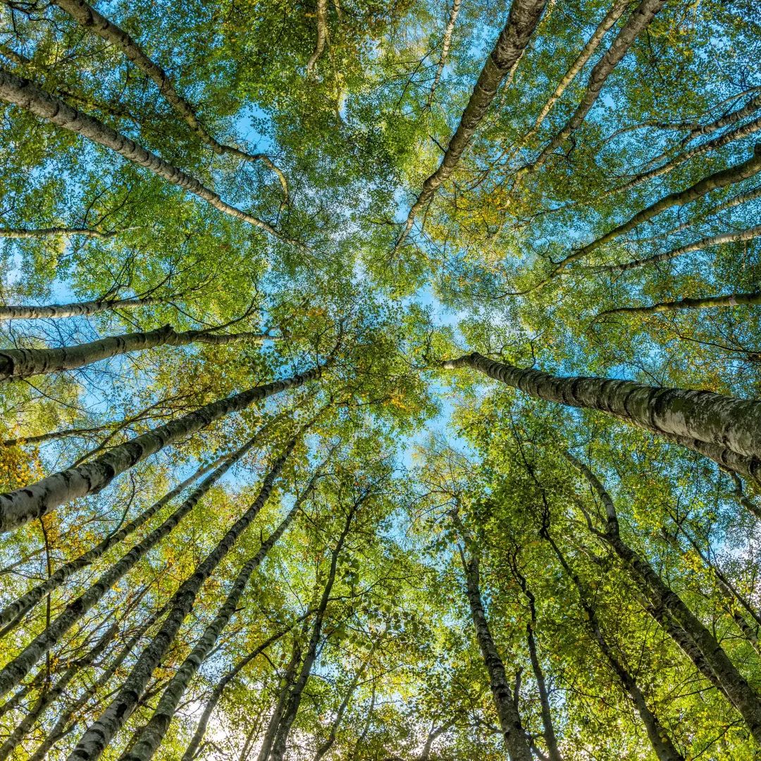 Toile imprimée SWAL<em>print</em>™ Nature